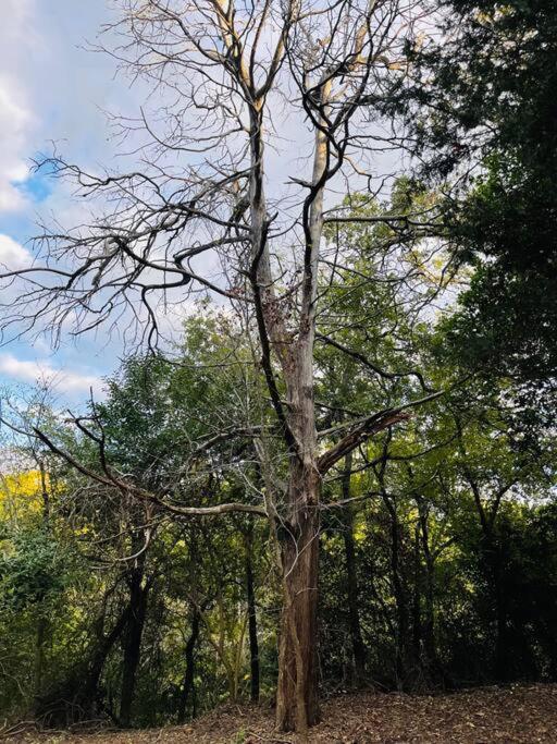 Вилла Bastrop Tiny Disc Golf Retreat Экстерьер фото